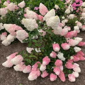 Pinky Winky Hydrangea Live Plant - 1 Quart Pot - Dwarf Shrub for Outdoor - Image 3