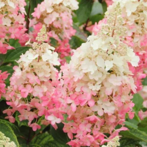 Pinky Winky Hydrangea Live Plant - 1 Quart Pot - Dwarf Shrub for Outdoor - Image 1