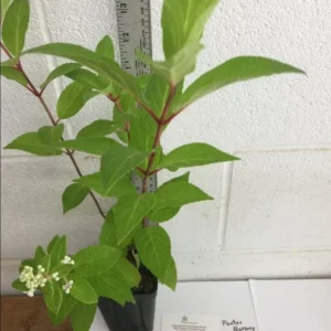 Pinky Winky Hydrangea Live Plant - 1 Quart Pot - Dwarf Shrub for Outdoor - Image 4