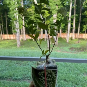 Pinky Winky Hydrangea Live Plant - 1 Quart Pot - Dwarf Shrub for Outdoor - Image 5