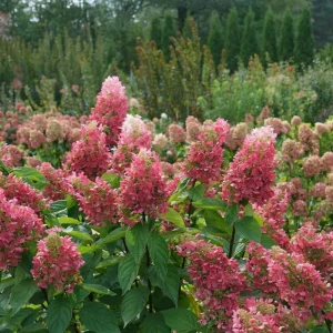 Pinky Winky Hydrangea Live Plant – Two-Tone Blooms – Quart Pot – Outdoor Shrub - Image 1