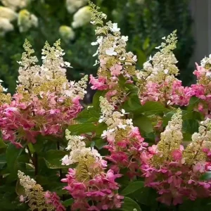 Pinky Winky Hydrangea Live Plant – Two-Tone Blooms – Quart Pot – Outdoor Shrub - Image 3