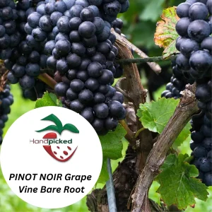 Pinot Noir Grape Vine – 1 Bare Root Plant – Red Wine Variety – USDA Zones 7-12 - Image 2