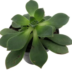 Pinwheel Aeonium Succulent Live Plant - Easy Care Houseplant - 3.5 inch Pot - Image 4