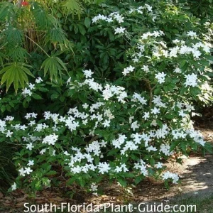 Pinwheel Jasmine Live Plant - White Flowered Shrub, 4-inch Pot, Outdoor - Image 3