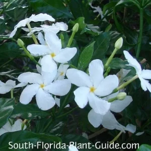 Pinwheel Jasmine Live Plant - White Flowered Shrub, 4-inch Pot, Outdoor - Image 4