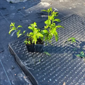 Pinwheel Jasmine Live Plant - White Flowered Shrub, 4-inch Pot, Outdoor - Image 8