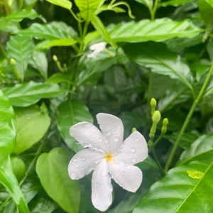 Pinwheel Jasmine Live Plant – White Flowers, 4 inch Pot – Outdoor Shrub - Image 1