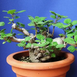 Plectranthus ernstii Live Plant – 2.5" Pot – Unique Caudex Succulent for Bonsai – Indoor House Plant - Image 2