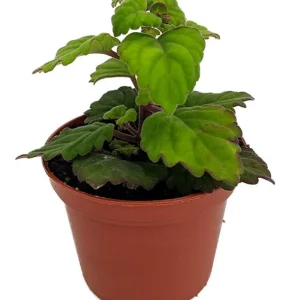 Plectranthus ernstii Live Plant – 2.5" Pot – Unique Caudex Succulent for Bonsai – Indoor House Plant - Image 1