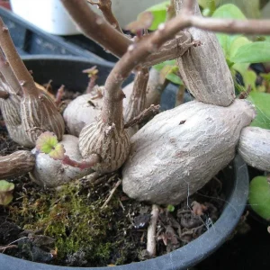 Plectranthus ernstii Live Plant – 2.5