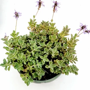 Plectranthus neochilus Mike's Fuzzy Wuzzy Succulent Live Plant - Image 5