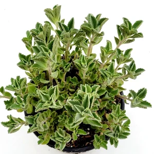 Plectranthus neochilus Mike's Fuzzy Wuzzy Succulent Live Plant - Image 7