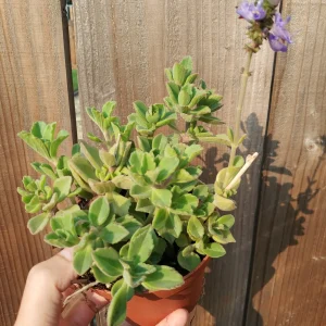 Plectranthus neochilus Mike's Fuzzy Wuzzy Succulent Live Plant - Image 9