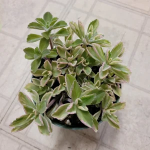 Plectranthus neochilus Variegated 'Mike's Fuzzy Wuzzy' Succulent Plant - Image 4