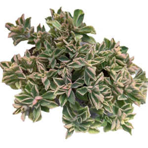 Plectranthus neochilus Variegated 'Mike's Fuzzy Wuzzy' Succulent Plant - Image 5