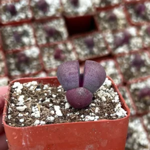 Pleiospilos Royal Flush Live Succulent Plant – Purple Lithop in 3 inch pot - Image 4