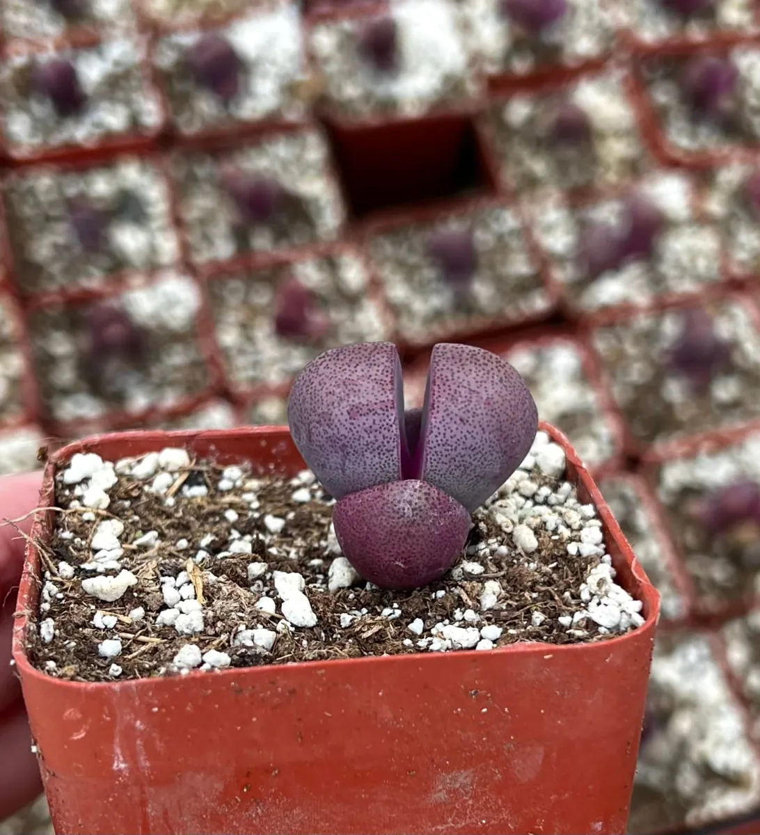 Pleiospilos Royal Flush Live Succulent Plant – Purple Lithop in 3 inch pot - Image 4