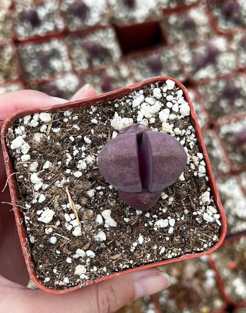 Pleiospilos Royal Flush Live Succulent Plant – Purple Lithop in 3 inch pot - Image 5