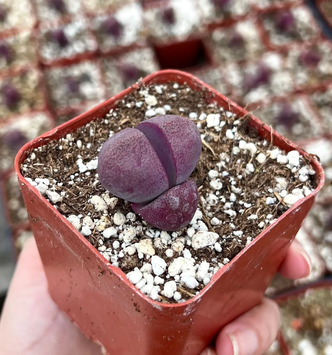 Pleiospilos Royal Flush Live Succulent Plant – Purple Lithop in 3 inch pot - Image 1