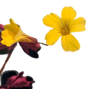 Plum Crazy Oxalis Live Plant – Purple Maroon Foliage – 2.5 inch Pot – Indoor/Outdoor - Image 3