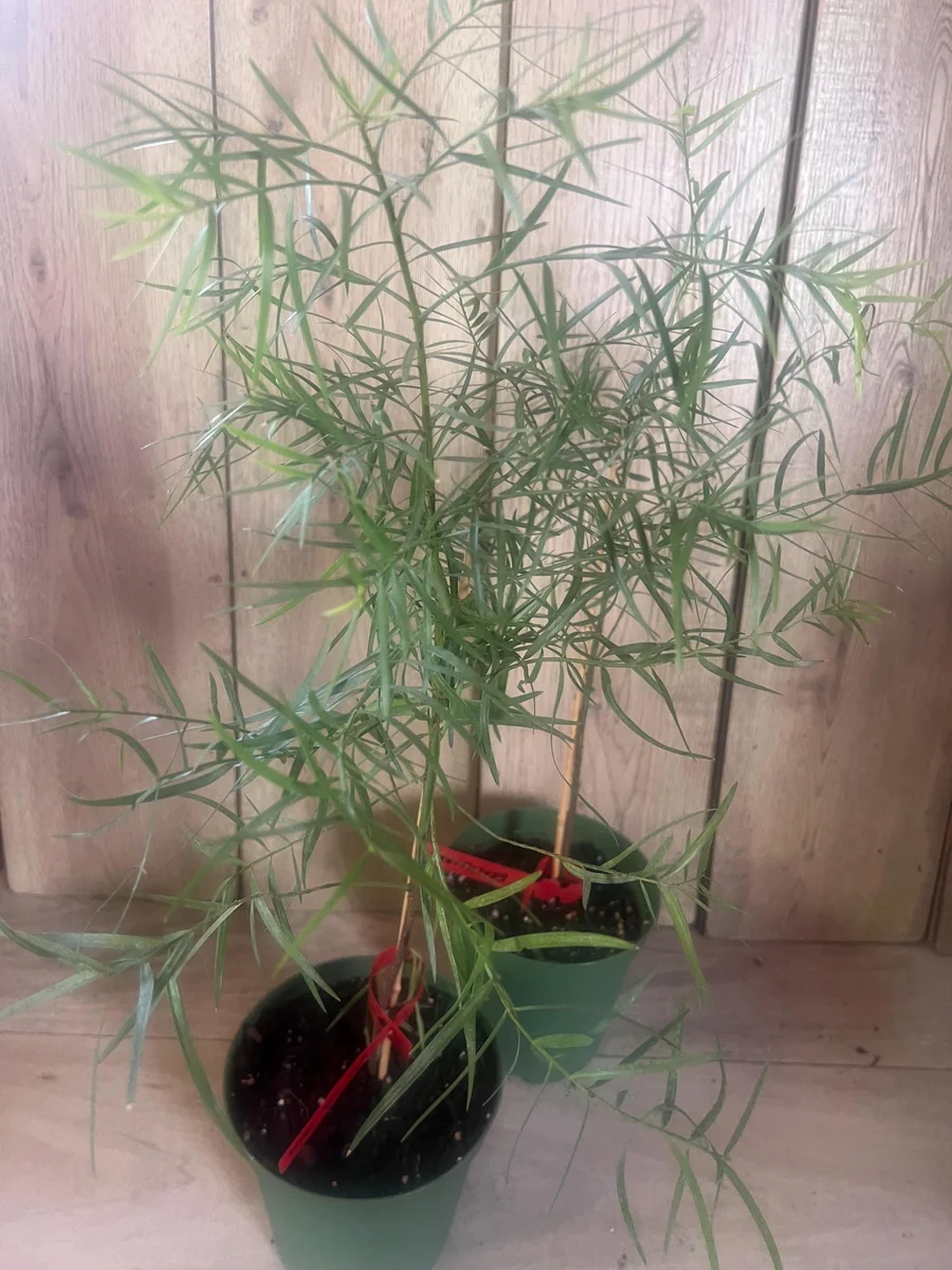 Podocarpus Gracilior Live Plant - African Fern Pine in 6 inch Pot, Indoor/Outdoor Evergreen - Image 2
