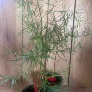 Podocarpus Gracilior Live Plant - African Fern Pine in 6 inch Pot, Indoor/Outdoor Evergreen - Image 3