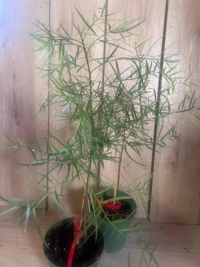 Podocarpus Gracilior Live Plant - African Fern Pine 6 inch Pot