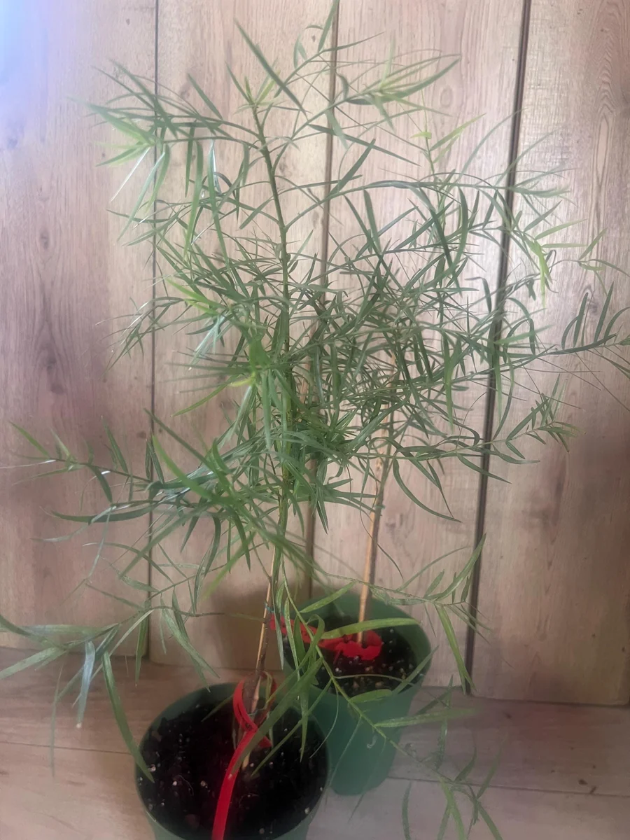 Podocarpus Gracilior Live Plant - African Fern Pine in 6 inch Pot, Indoor/Outdoor Evergreen - Image 3