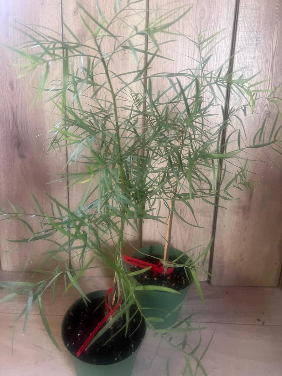 Podocarpus Gracilior Live Plant - African Fern Pine in 6 inch Pot, Indoor/Outdoor Evergreen - Image 4