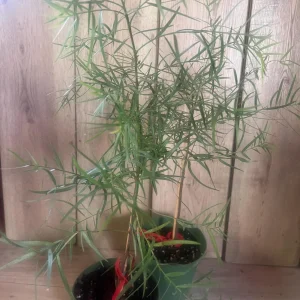 Podocarpus Gracilior Live Plant - African Fern Pine in 6 inch Pot, Indoor/Outdoor Evergreen - Image 5