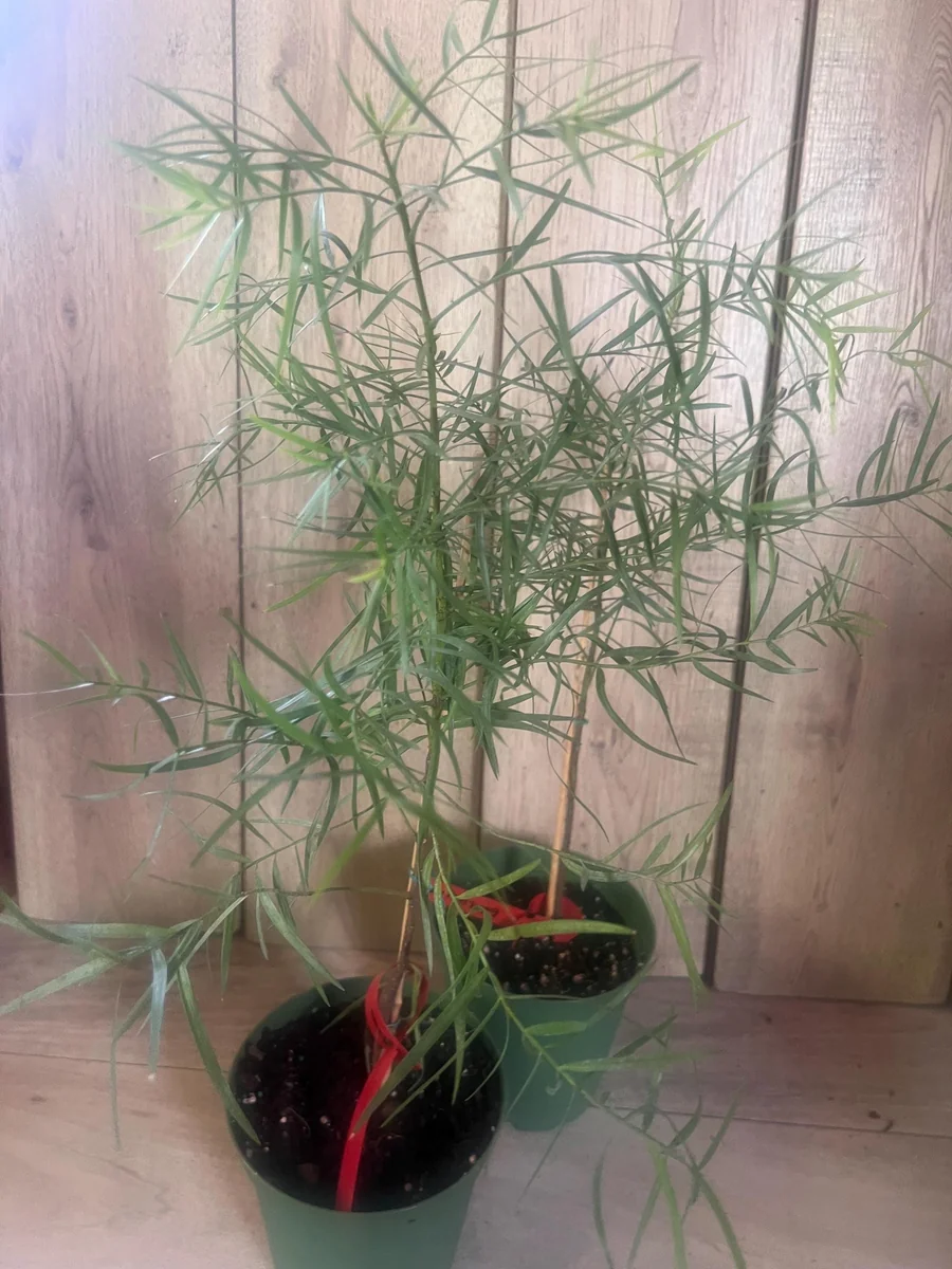 Podocarpus Gracilior Live Plant - African Fern Pine in 6 inch Pot, Indoor/Outdoor Evergreen - Image 5