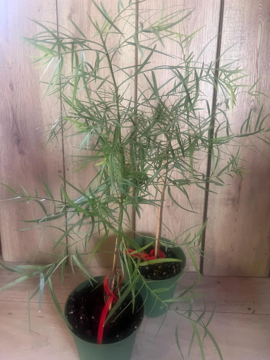 Podocarpus Gracilior Live Plant - African Fern Pine in 6 inch Pot, Indoor/Outdoor Evergreen - Image 6