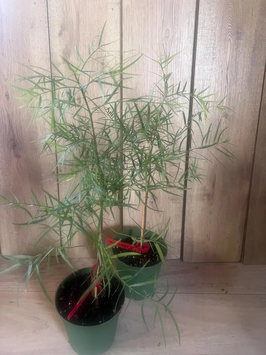 Podocarpus Gracilior Live Plant - African Fern Pine in 6 inch Pot, Indoor/Outdoor Evergreen - Image 7