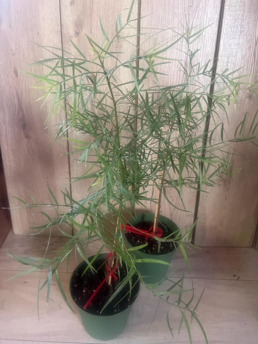 Podocarpus Gracilior Live Plant - African Fern Pine in 6 inch Pot, Indoor/Outdoor Evergreen - Image 1