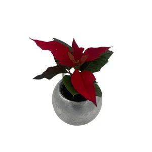 Poinsettia Live Plant - 2 inch Pot - Festive Holiday Decor Indoor - Image 2