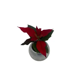 Poinsettia Live Plant - 2 inch Pot - Festive Holiday Decor Indoor - Image 3