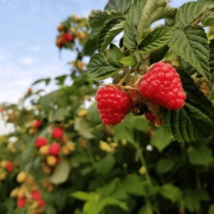 Polka Raspberry Bare Root Plant - 1-Year-Old Canes - Everbearing Red Variety - Image 1
