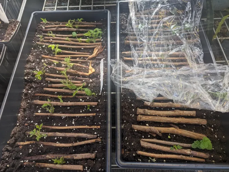 Baby Raspberry Root Polka Raspberry Plants - 1-Year-Old Bare Root Canes