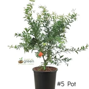 Pomegranate Live Plant – 3-4 Ft Tall – Fruit Bearing Shrub – 3 Gallon Pot - Image 2