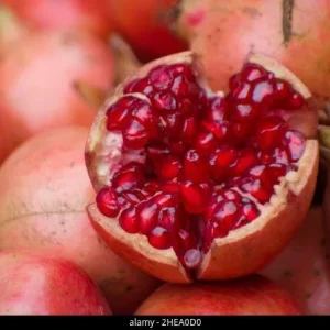 Pomegranate Live Plant – 3-4 Ft Tall – Fruit Bearing Shrub – 3 Gallon Pot - Image 1