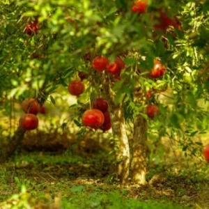 Pomegranate Live Plant - 3-4 Ft Tall - Fruit Tree - 3 Gallon Pot - Outdoor - Image 1