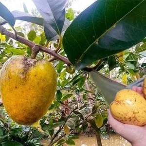 Pond Apple Live Plant - Annona Glabra Tree - 1-2 Feet Tall - 6 inch Pot - Image 1