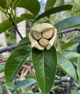 Pond Apple Tree - Annona glabra Live Plant – 1-2 Ft Tall – 6 inch Pot - Image 2