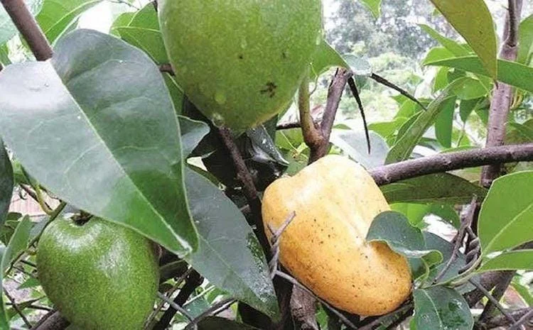 Pond Apple Tree - Annona glabra Live Plant – 1-2 Ft Tall – 6 inch Pot - Image 1