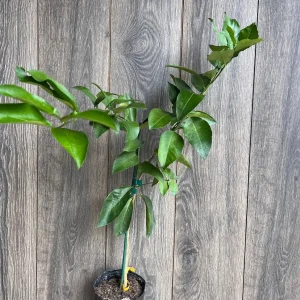 Ponderosa Lemon Live Plant - Grafted 1/2 Gallon Pot - Indoor/Outdoor Fruit Tree - Image 6