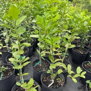 Ponderosa Lemon Tree Live Plant – 5 Gallon – 3-4 Feet Tall – Citrus Fruit - Image 2