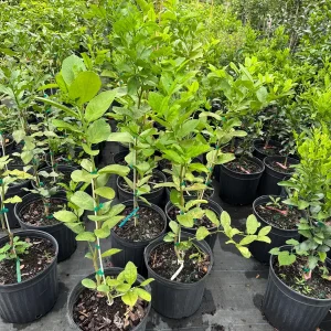 Ponderosa Lemon Tree Live Plant – 5 Gallon – 3-4 Feet Tall – Citrus Fruit - Image 3