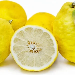 Ponderosa Lemon Tree Live Plant – 5 Gallon – 3-4 Feet Tall – Citrus Fruit - Image 1