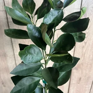 Ponkan Mandarin Live Plant - Sweet Chinese Honey Orange Tree 1/2 Gal Pot - Image 2